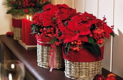 пуансетнтия