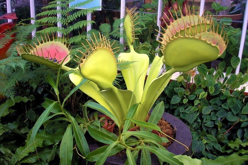 saraceniya saraceniya