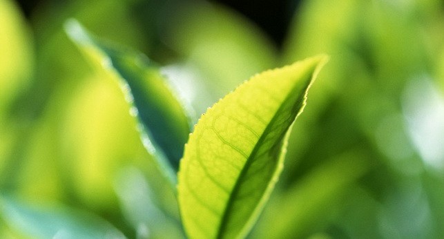 Дезодорируем мусорную корзину