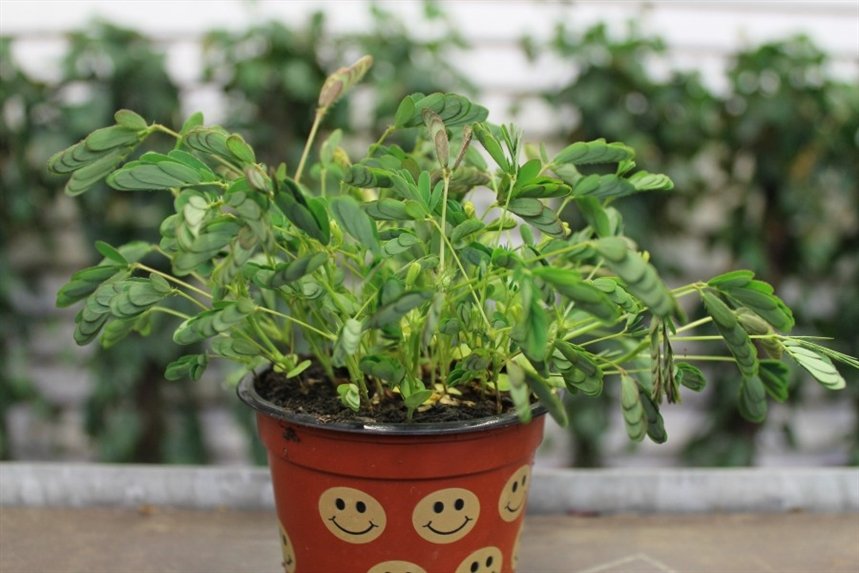 mimoza_stidlivaya mimoza_stidlivaya