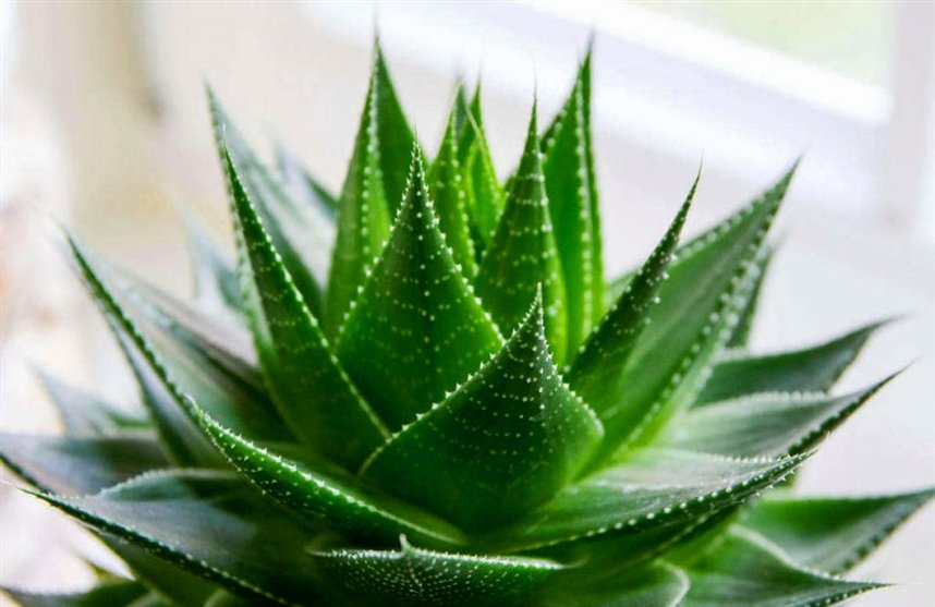 Алоэ Алоэ