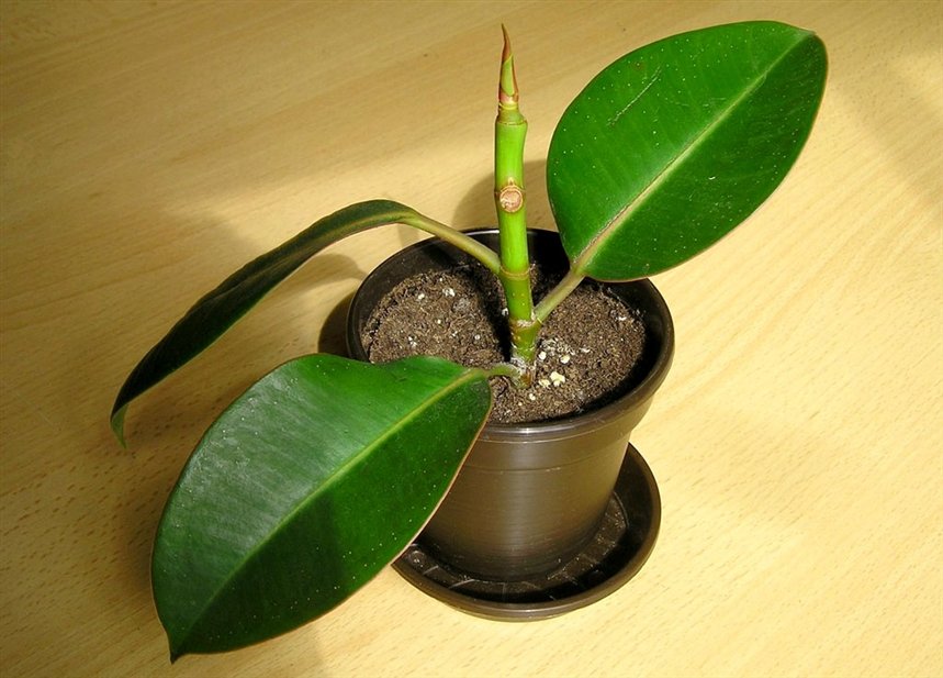 Каучуковый фикус Каучуковый фикус