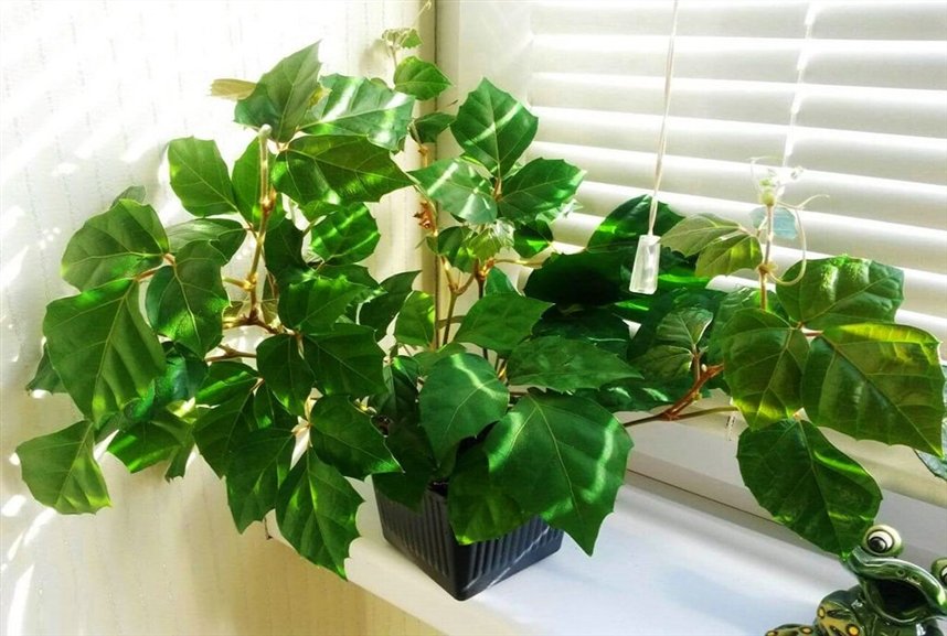 Циссус Циссус