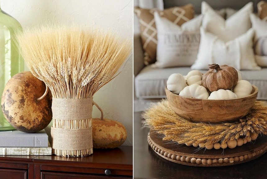 Колосья пшеницы Колосья пшеницы