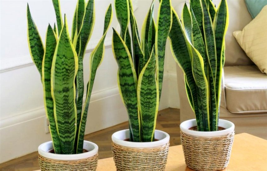 Сансевиерия Сансевиерия