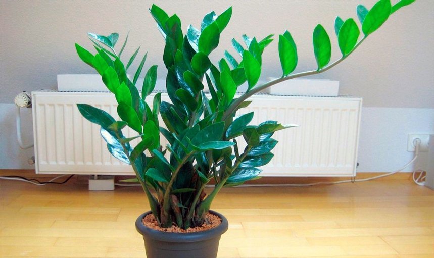 Замиокулькас Замиокулькас