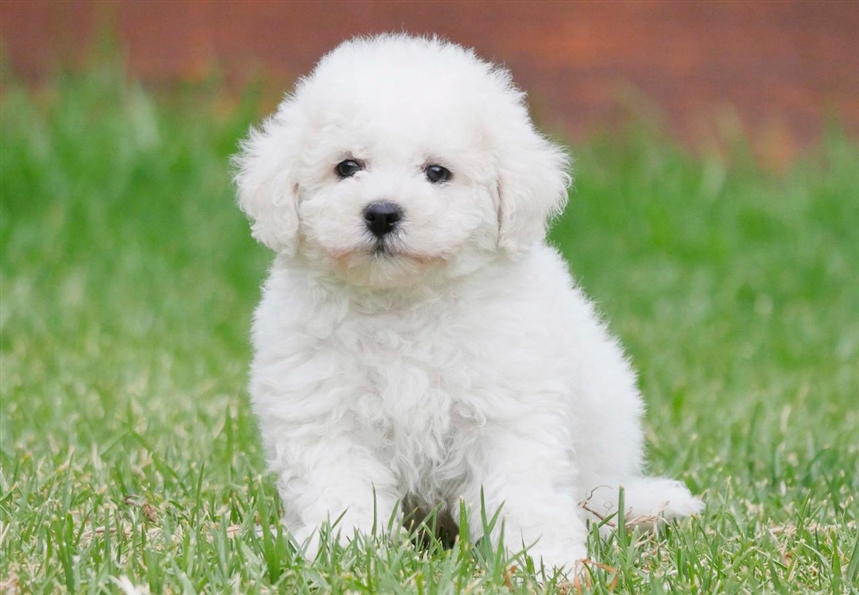 Бишон Фризе