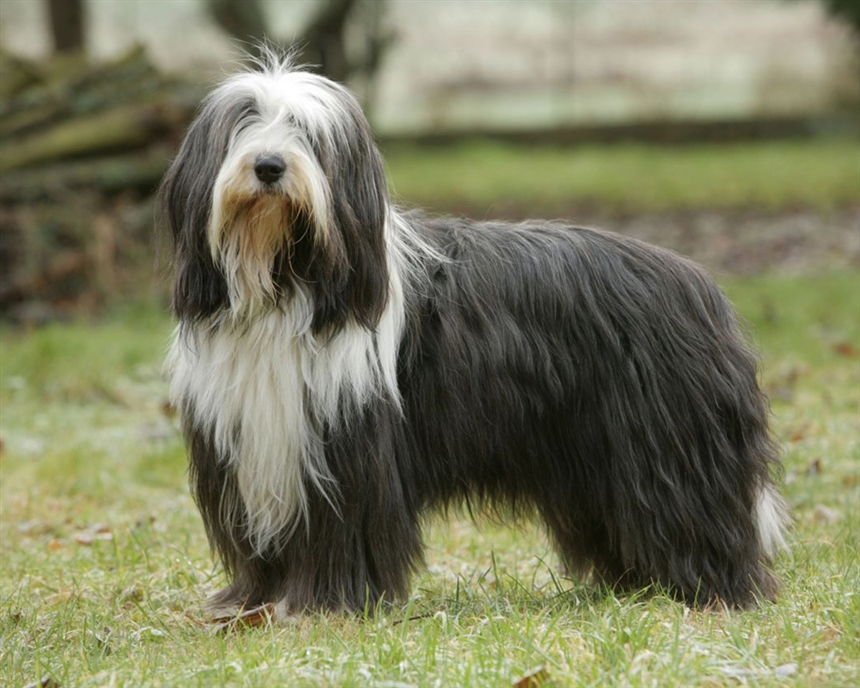 Бородатый колли