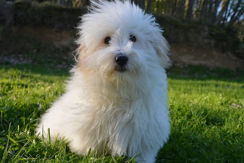 Котон де Тулеар