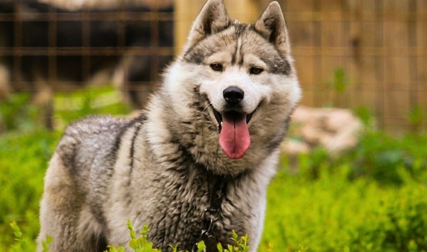 Сибирский хаски