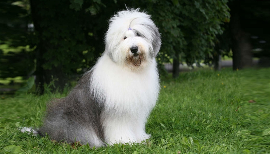 Староанглийская овчарка