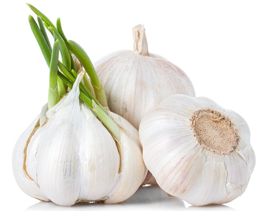 Чеснок