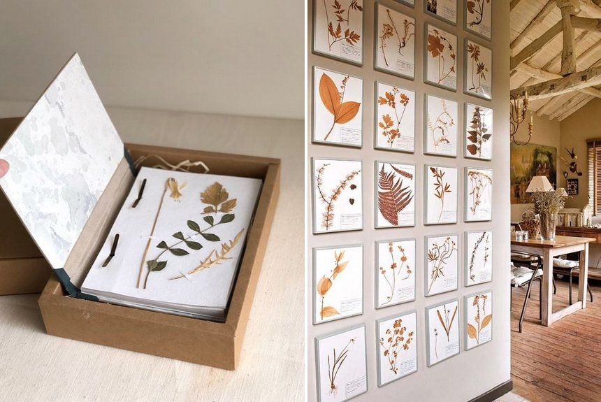 Собирать растения и оформлять в гербарий