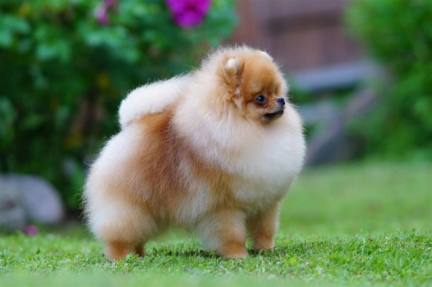 Померанский шпиц