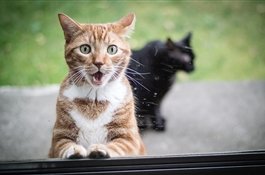 Тест: Какой ты мартовский кот