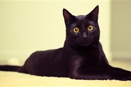 Тест: пятница 13-е или какая ты плохая примета