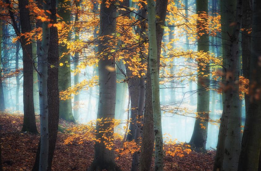 Голубой туман