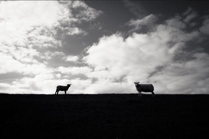 Овечки в поле