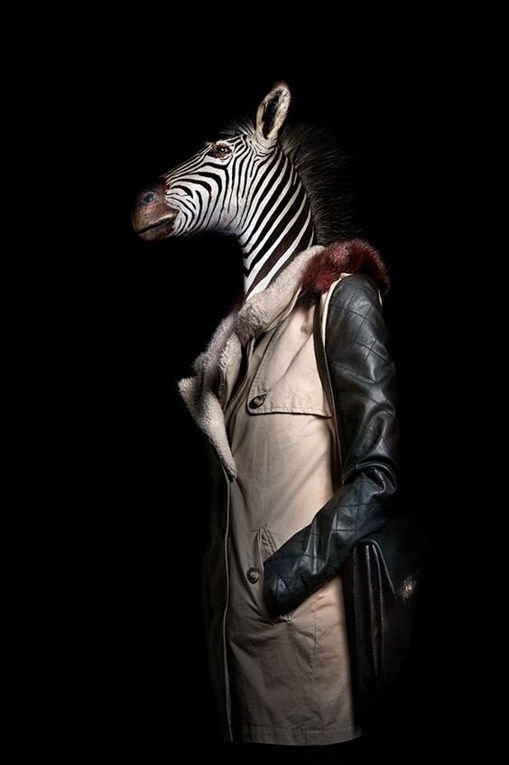 Зебра Зебра