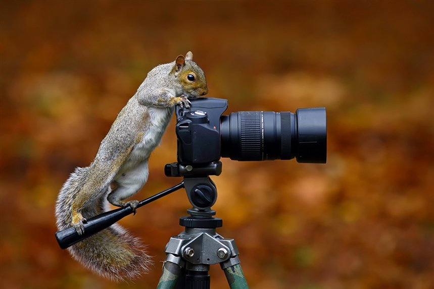 Понятие фотографии в фотографии