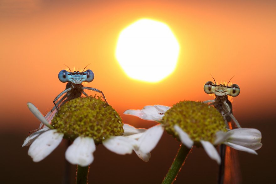 стрекозы - трунов