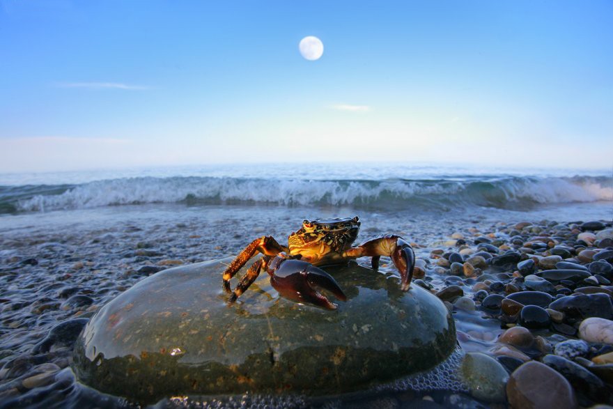 краб - трунов