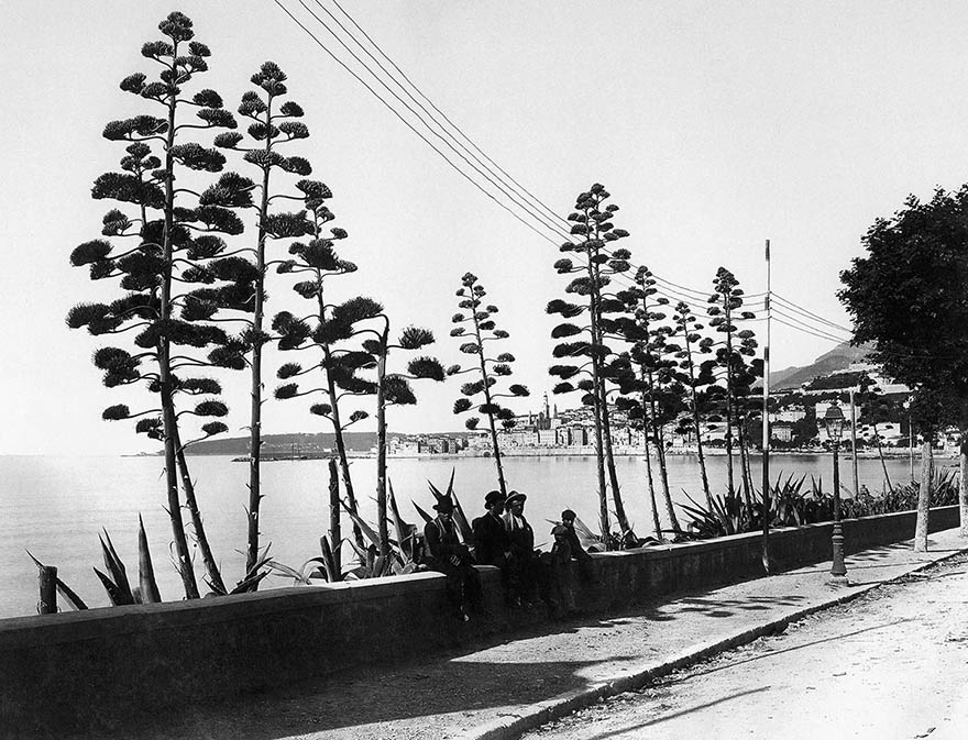 Ментон 1895 Ментон 1895