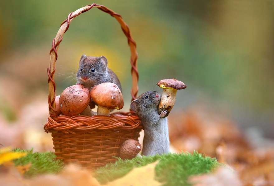 Трунов - Мыши