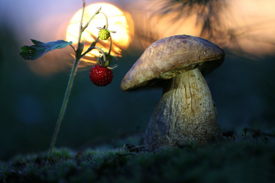 Трунов - Земляника