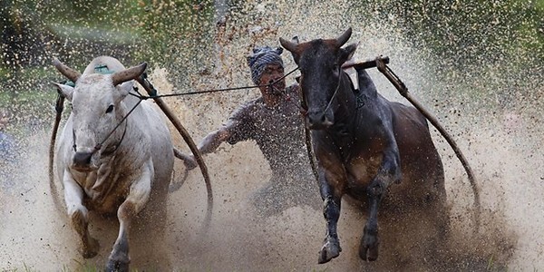  Гонки на воловьих упряжках