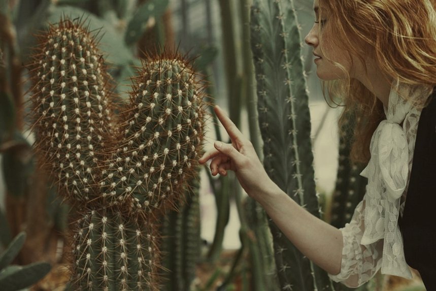 Кактус Кактус