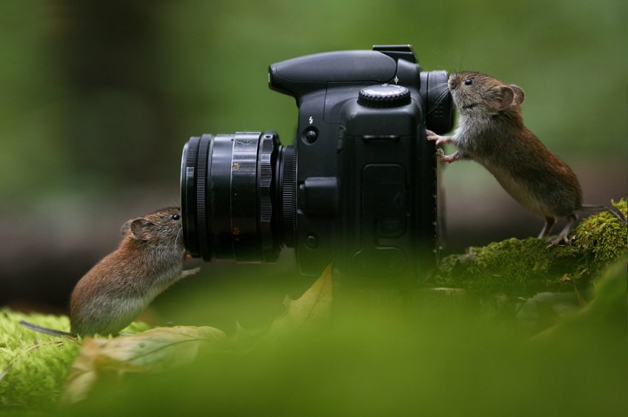 Трунов Мыши
