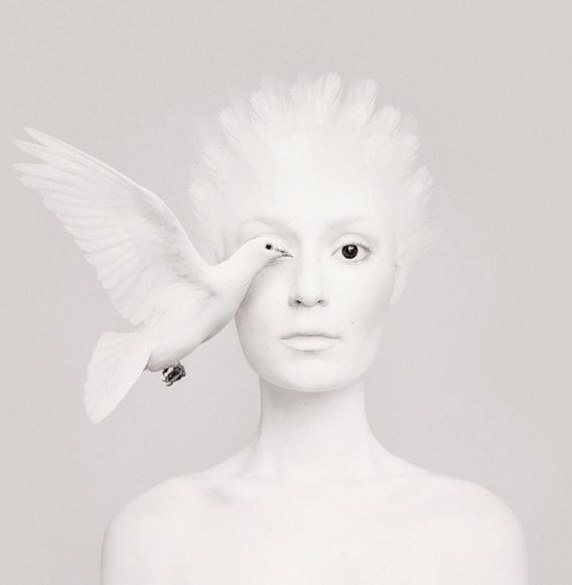 Голубь Голубь