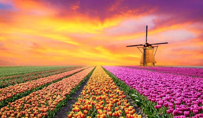 Поля тюльпанов в Нидерландах