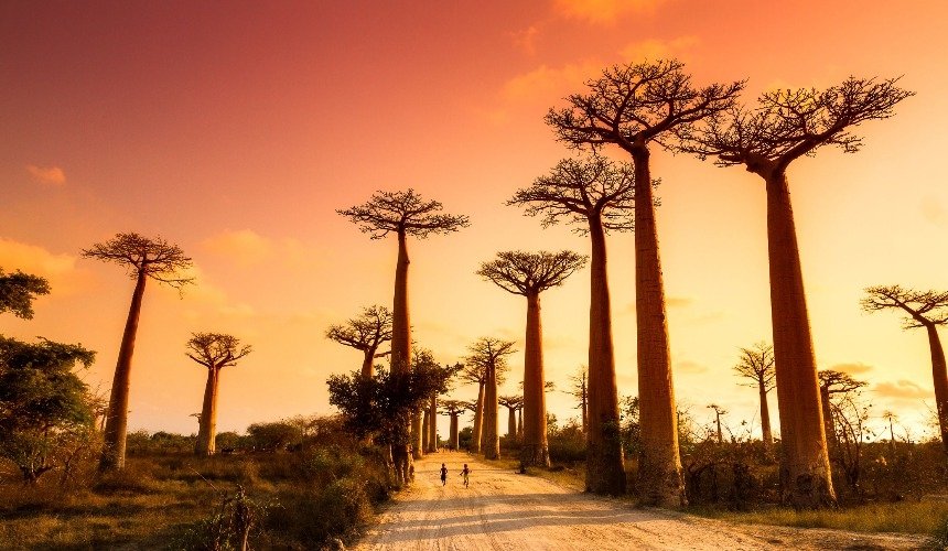 Остров затерянных баобабов, Кубу