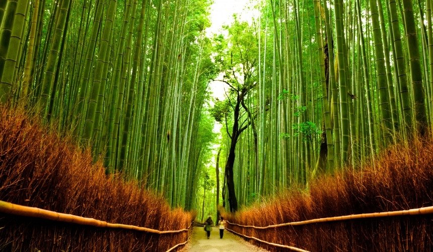 Бамбуковый лес, Япония