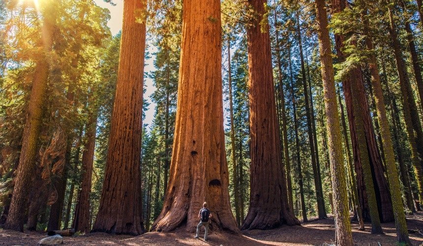 Национальный парк Секвойя, Калифорния, США