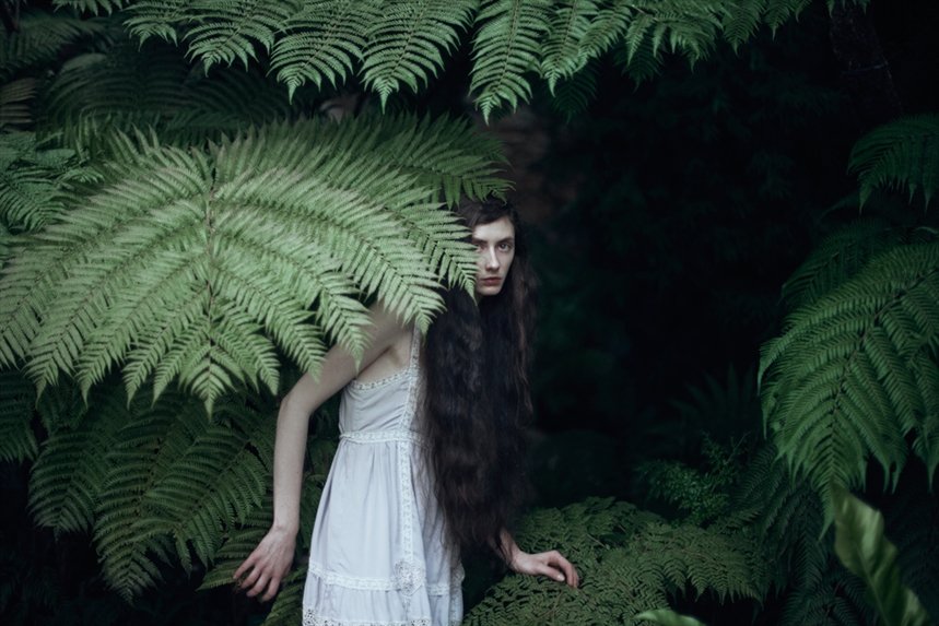 Папоротники Папоротники