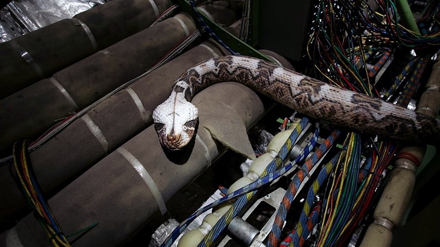 Змеиный полет Змеиный полет