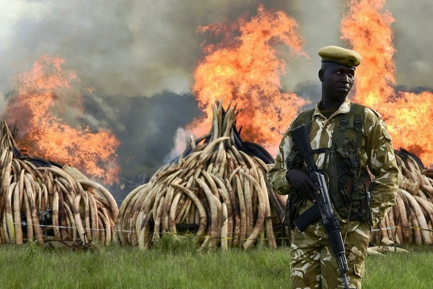 Игра цвета слоновой кости Игра цвета слоновой кости