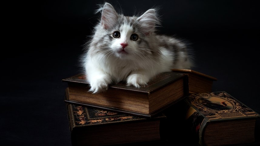 Книги о кошках Книги о кошках