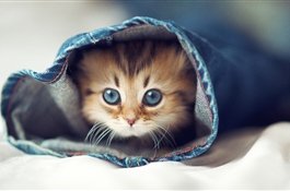 12 лучших детских книг о кошках, котах и котятах