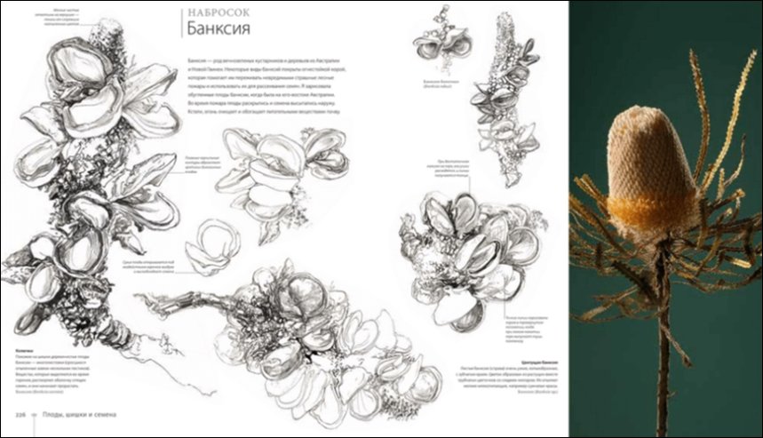 “Ботаника для художника”