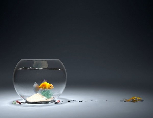 Золотая рыбка