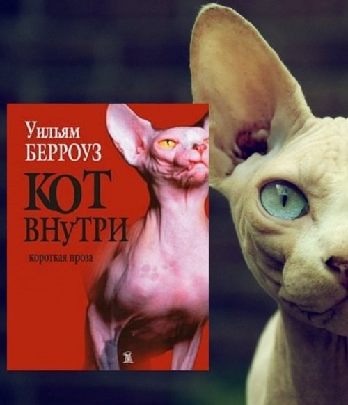 Кот внутри