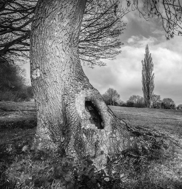 Ведьмин вяз