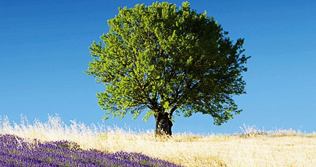 год в провансе год в провансе