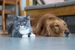 8 книг о животных, которые помогут взглянуть на мир по-другому