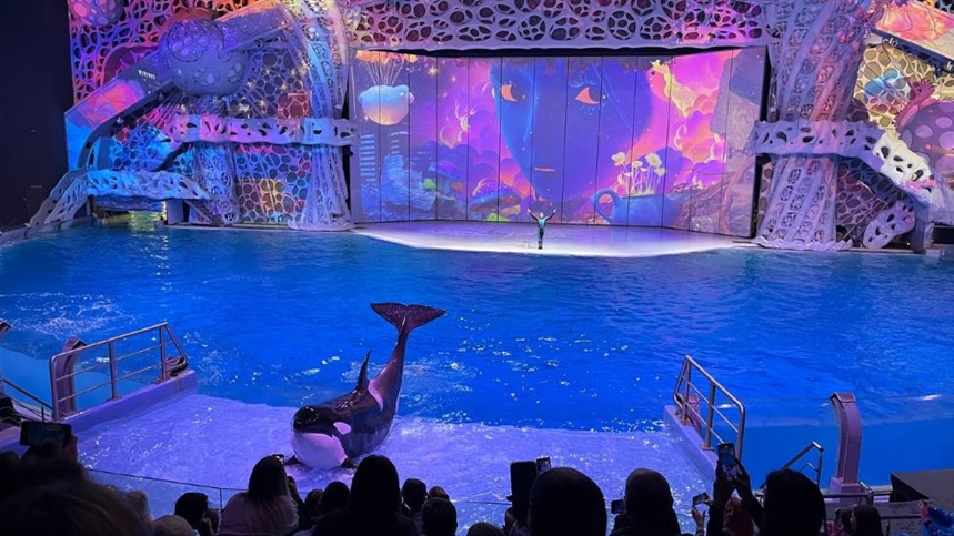 Шоу «Море снов» в «Москвариуме» 