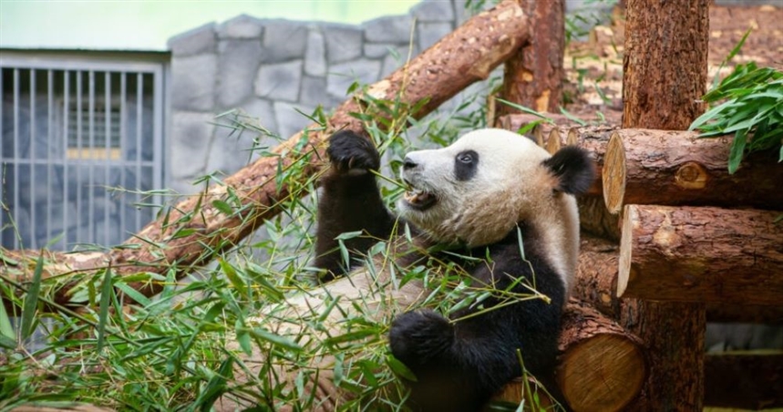 панда в Московском зоопарке